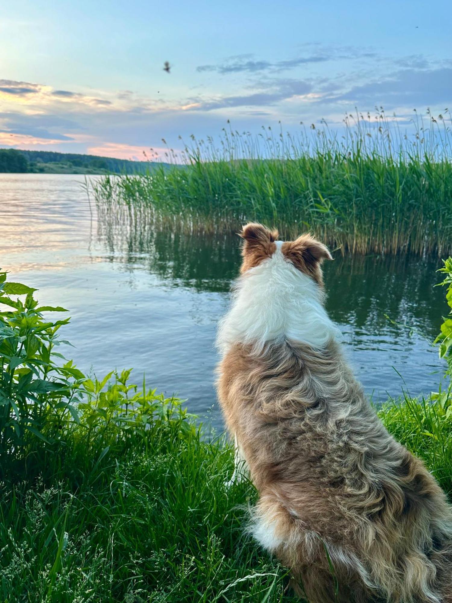 Pensjonat Rybical Ryn  Bagian luar foto